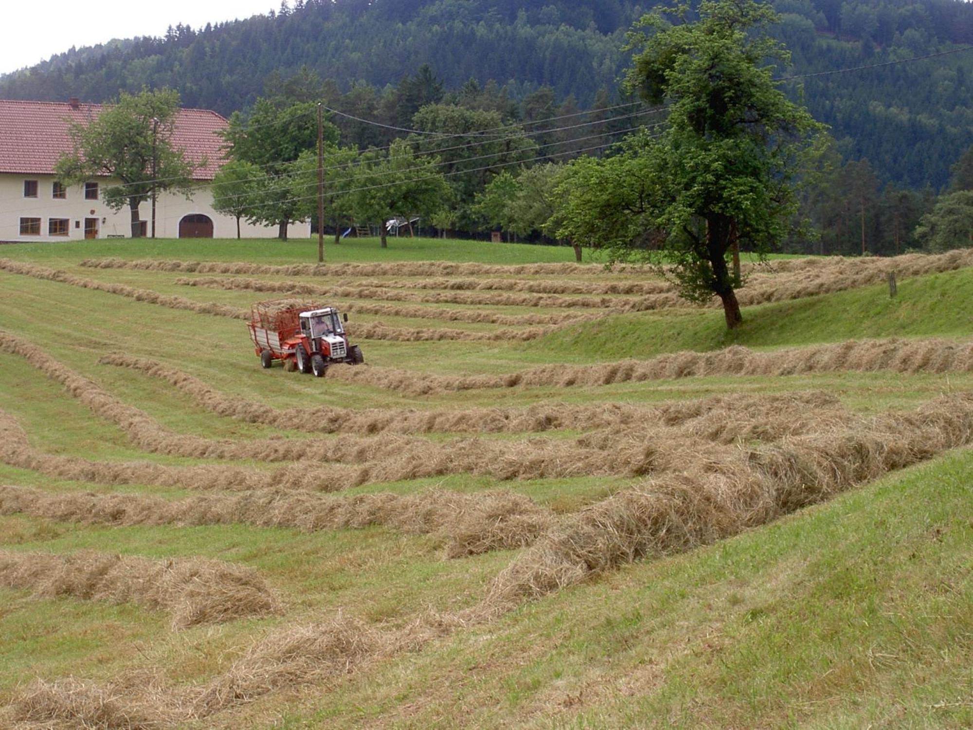 Willa Urlaub Am Bauernhof Wenigeder - Familie Klopf Gutau Zewnętrze zdjęcie